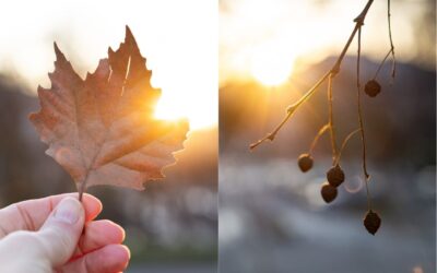 un anno di fotografia  – il mio 365 photo project